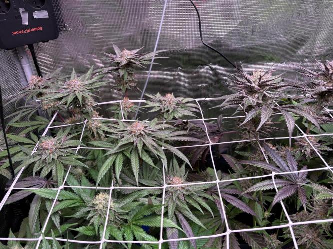 ✨ Purple Punch x Acai – Terp Dream. Week 11