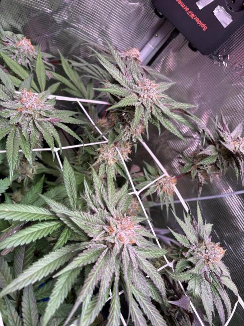 ✨ Purple Punch x Acai – Terp Dream. Week 11