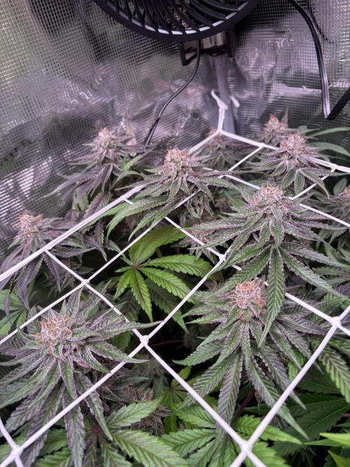 ✨ Purple Punch x Acai – Terp Dream. Week 11