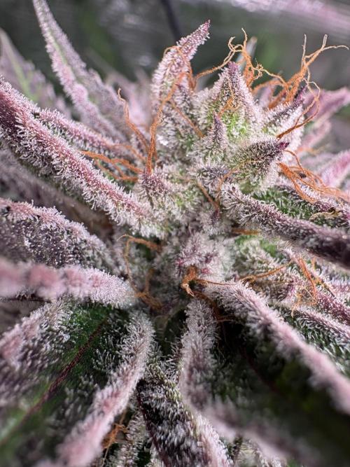 ✨ Purple Punch x Acai – Terp Dream. Week 11