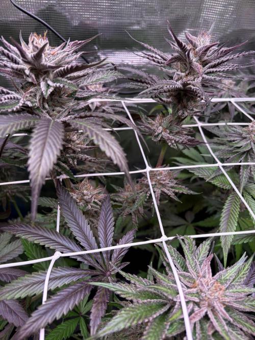 ✨ Purple Punch x Acai – Terp Dream. Week 11