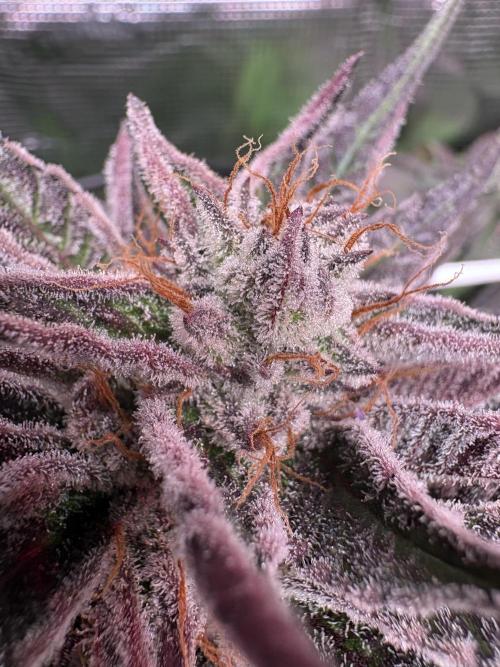 ✨ Purple Punch x Acai – Terp Dream. Week 11