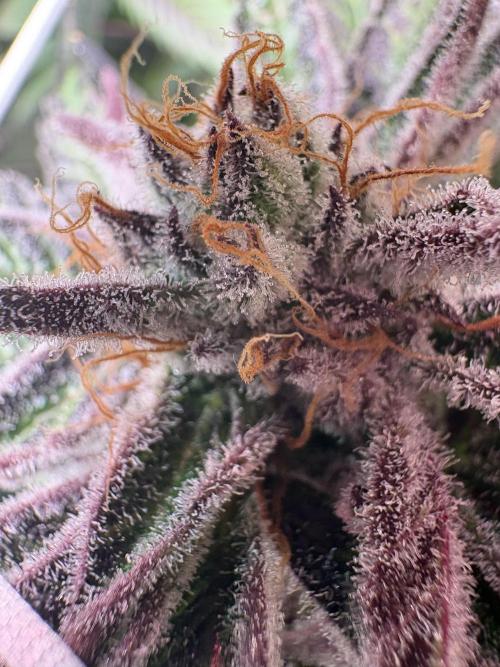 ✨ Purple Punch x Acai – Terp Dream. Week 11