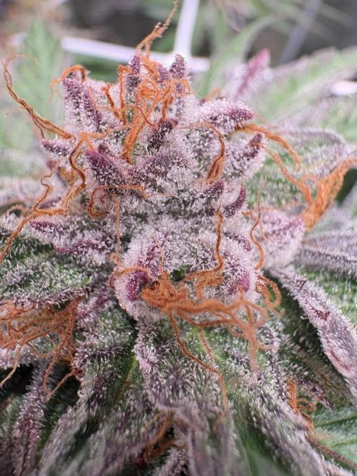✨ Purple Punch x Acai – Terp Dream. Week 11
