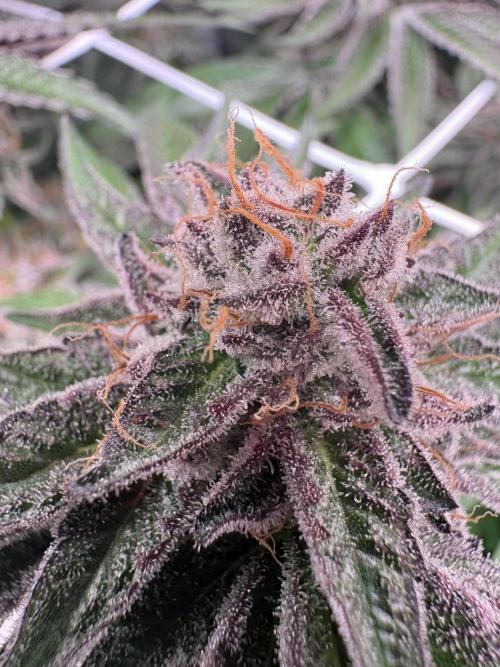✨ Purple Punch x Acai – Terp Dream. Week 11