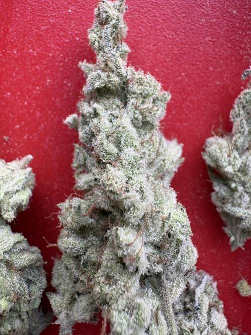 Masterpiece from Start to Harvest. Week 13