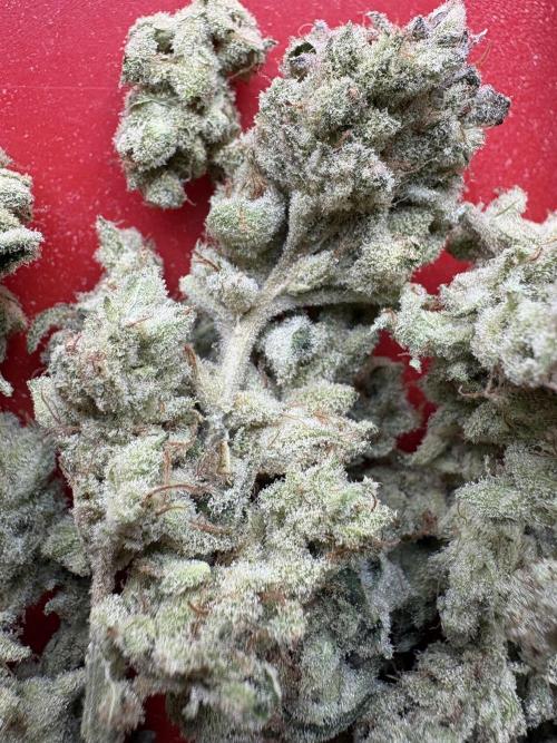 Masterpiece from Start to Harvest. Week 13