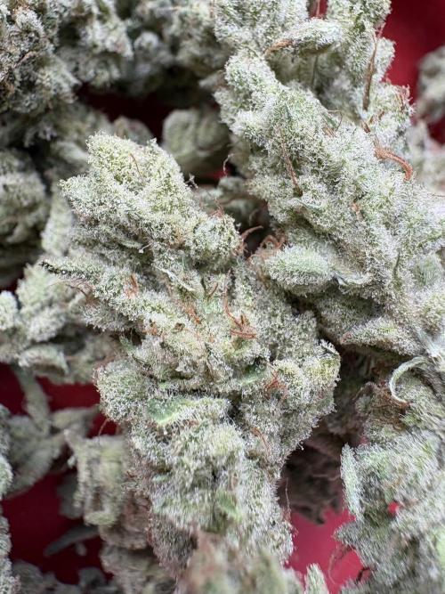 Masterpiece from Start to Harvest. Week 13
