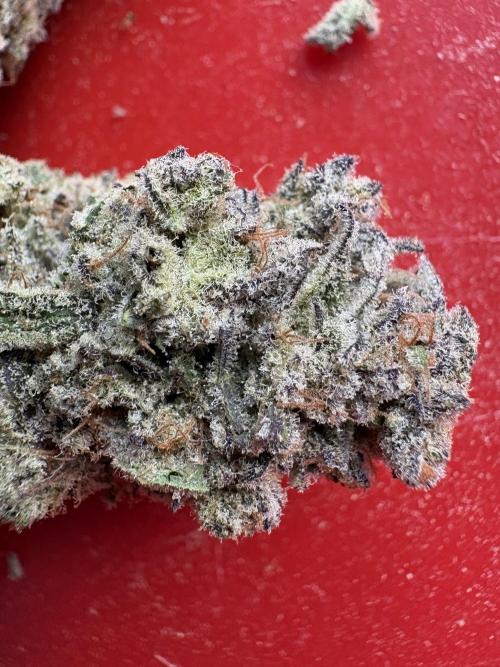 Masterpiece from Start to Harvest. Week 13