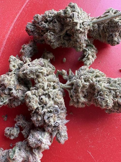 Masterpiece from Start to Harvest. Week 13