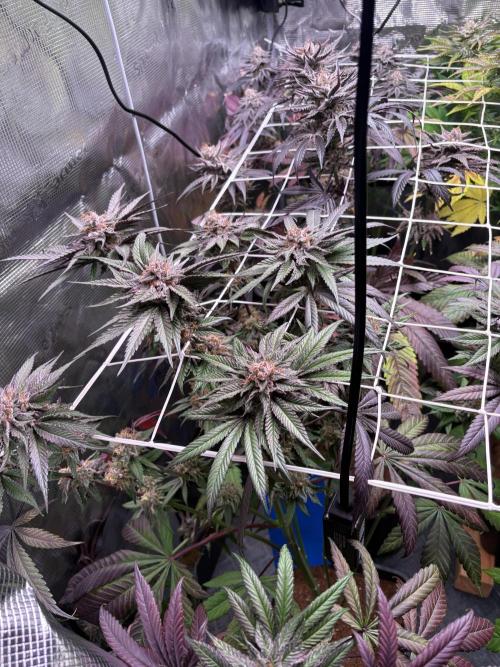 ✨ Purple Punch x Acai – Terp Dream. Week 12