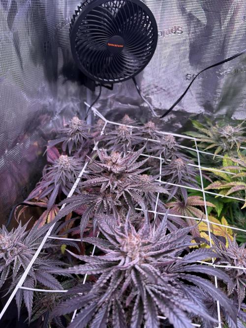 ✨ Purple Punch x Acai – Terp Dream. Week 12