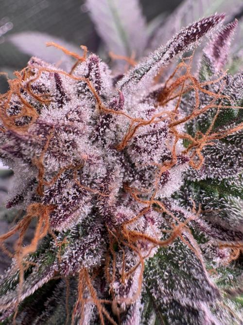✨ Purple Punch x Acai – Terp Dream. Week 12