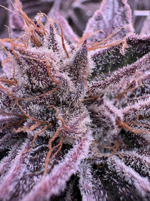✨ Purple Punch x Acai – Terp Dream. Week 12