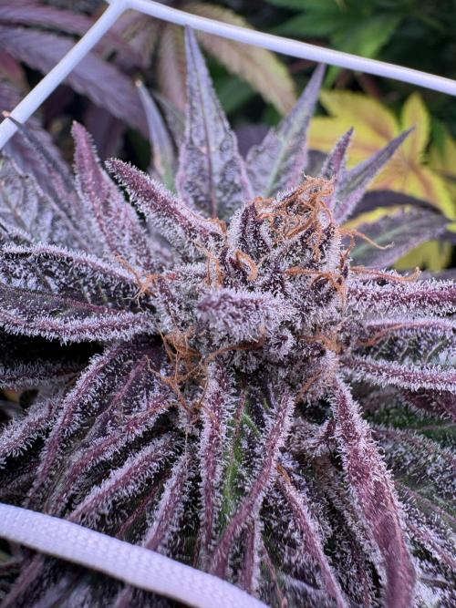 ✨ Purple Punch x Acai – Terp Dream. Week 12