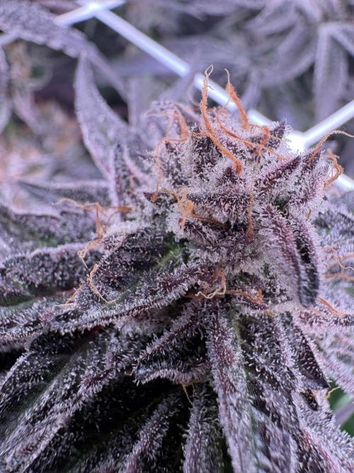 ✨ Purple Punch x Acai – Terp Dream. Week 12