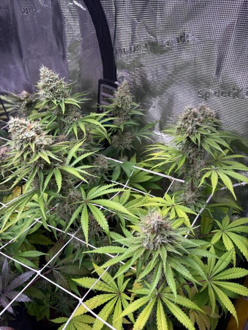 C5 Haze x Zkittlez x Cake  Flavor Run. Week 12