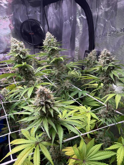 C5 Haze x Zkittlez x Cake  Flavor Run. Week 12