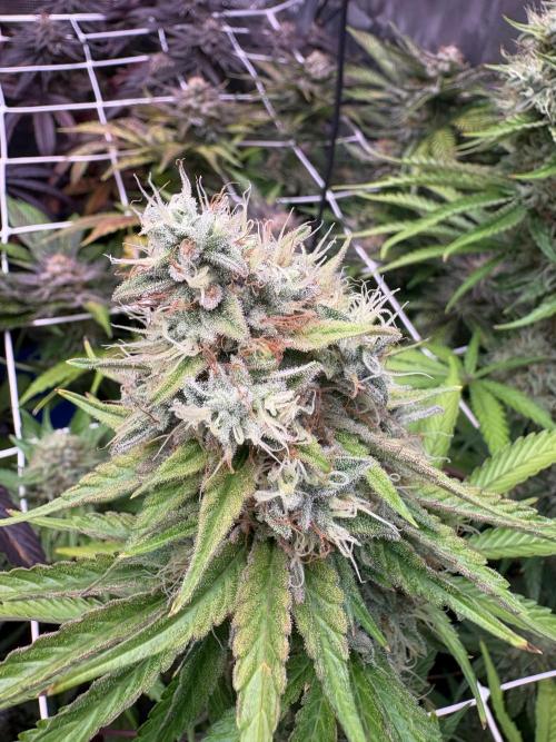 C5 Haze x Zkittlez x Cake  Flavor Run. Week 12