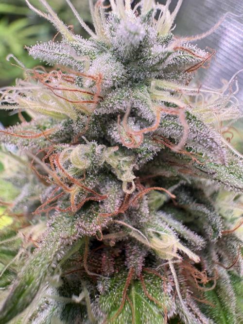 C5 Haze x Zkittlez x Cake  Flavor Run. Week 12