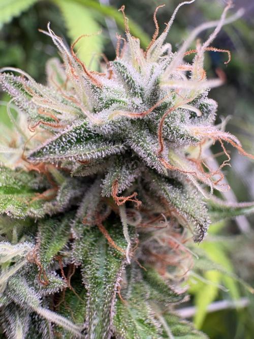 C5 Haze x Zkittlez x Cake  Flavor Run. Week 12
