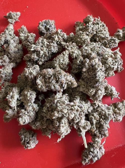 ✨ Strawberry Skilla – Terp Explosion. Week 14