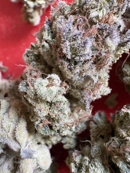Project Lemon Orange: Zesty & Frosty. Week 13