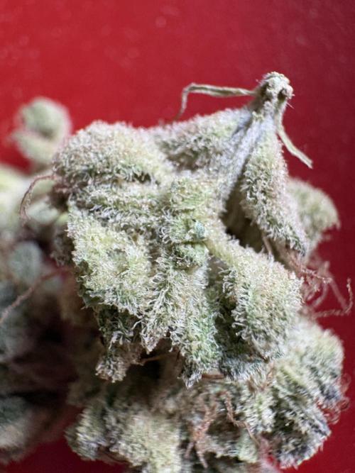 Project Lemon Orange: Zesty & Frosty. Week 13