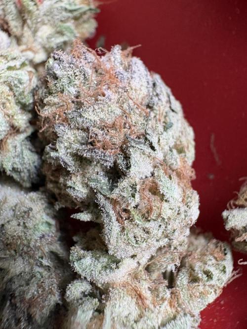 Project Lemon Orange: Zesty & Frosty. Week 13