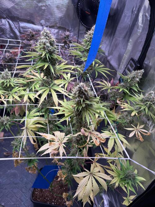C5 Haze x Zkittlez x Cake  Flavor Run. Week 14