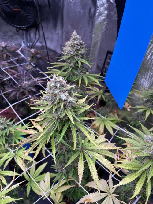 C5 Haze x Zkittlez x Cake  Flavor Run. Week 14