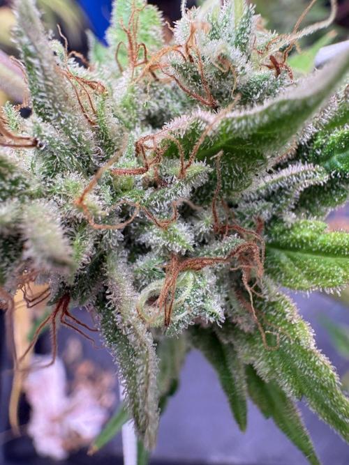 C5 Haze x Zkittlez x Cake  Flavor Run. Week 14