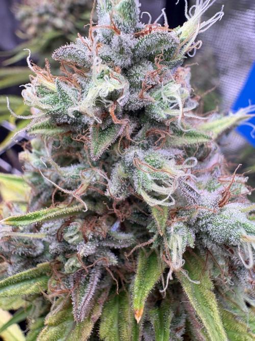 C5 Haze x Zkittlez x Cake  Flavor Run. Week 14