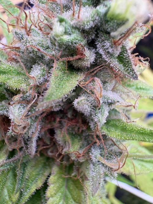 C5 Haze x Zkittlez x Cake  Flavor Run. Week 14