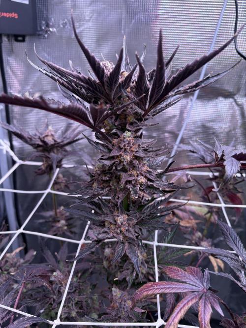 ? Blooberry Z – Berry Blast Run. Week 14