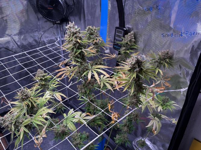 C5 Haze x Zkittlez x Cake  Flavor Run. Week 16