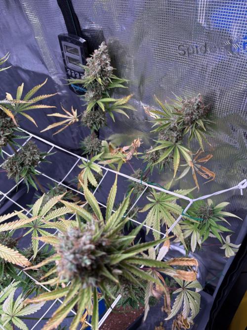 C5 Haze x Zkittlez x Cake  Flavor Run. Week 16