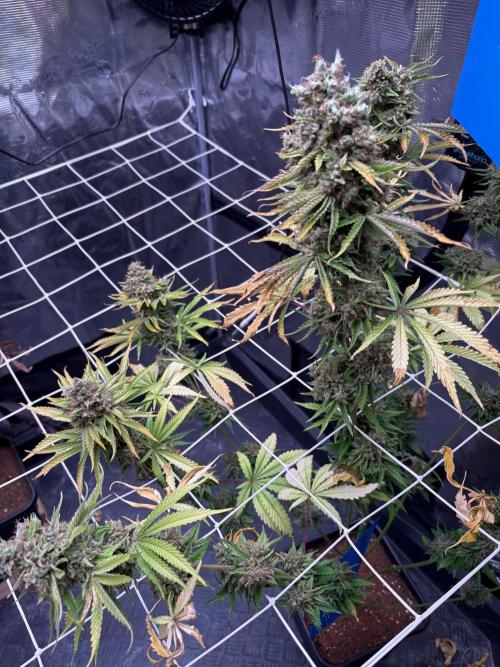 C5 Haze x Zkittlez x Cake  Flavor Run. Week 16