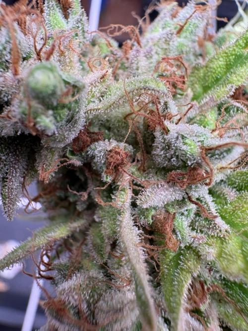 C5 Haze x Zkittlez x Cake  Flavor Run. Week 16