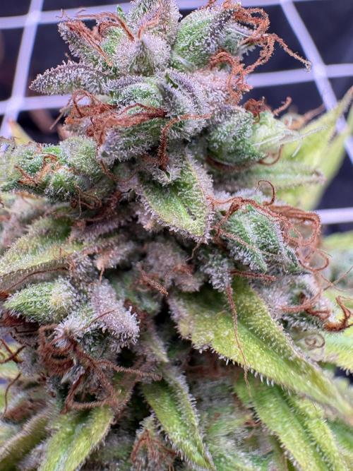 C5 Haze x Zkittlez x Cake  Flavor Run. Week 16
