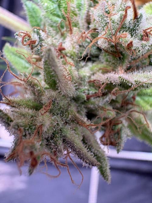 C5 Haze x Zkittlez x Cake  Flavor Run. Week 16