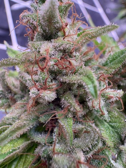 C5 Haze x Zkittlez x Cake  Flavor Run. Week 16