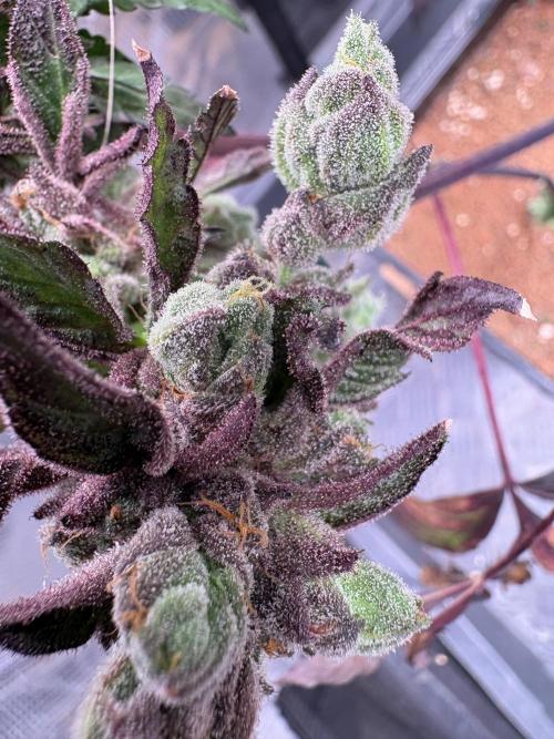 ? Blooberry Z – Berry Blast Run. Week 16