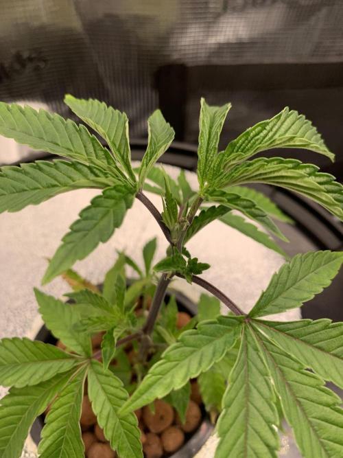 RS-11. Week 2