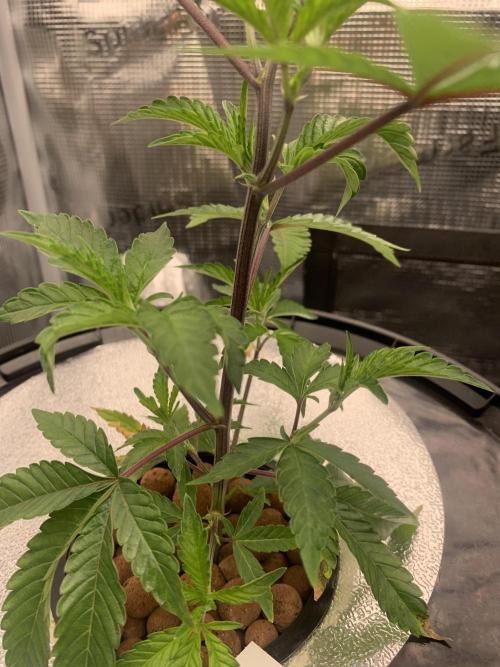 RS-11. Week 3