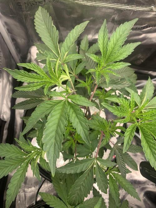 Rainbow Sherbert #11. Week 4