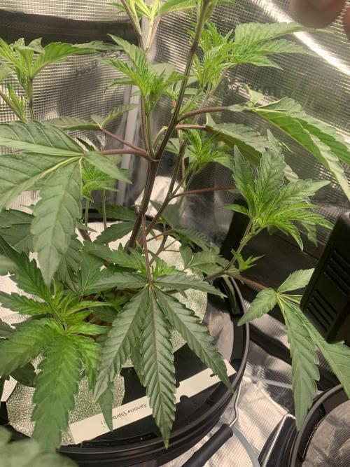 Rainbow Sherbert #11. Week 4