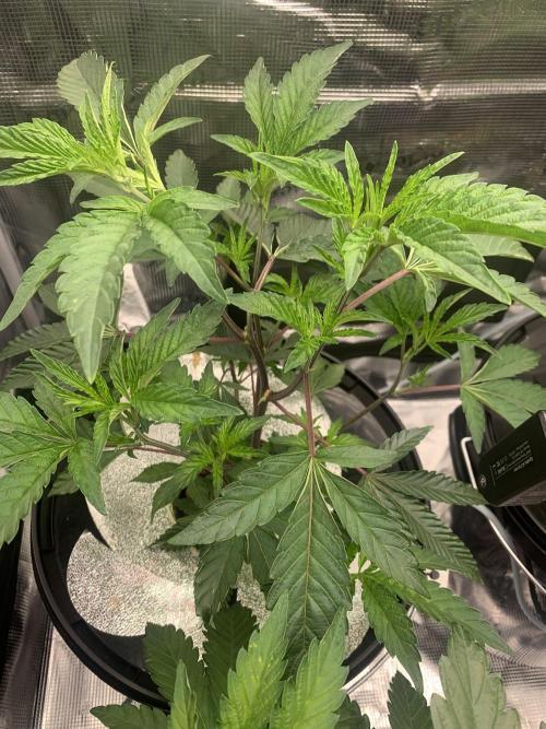 Rainbow Sherbert #11. Week 4