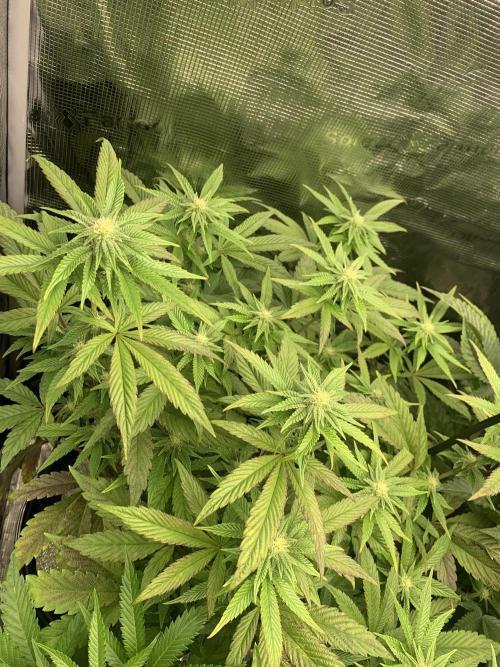RS-11. Week 7