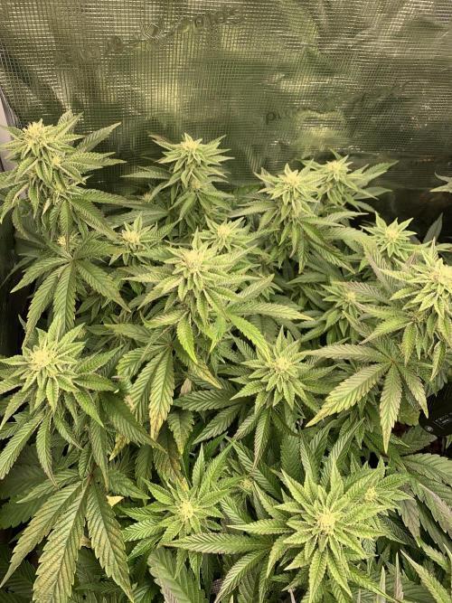 RS-11. Week 8